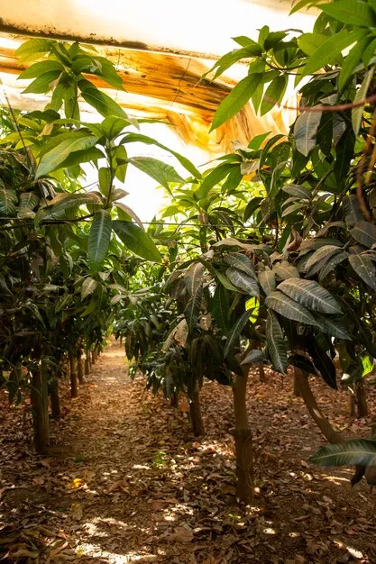 imgi_61_tropical-mango-trees-with-delicious-fruits_23-2149204859