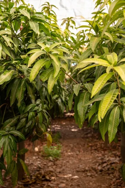 imgi_80_tropical-mango-trees-with-delicious-fruits_23-2149204860
