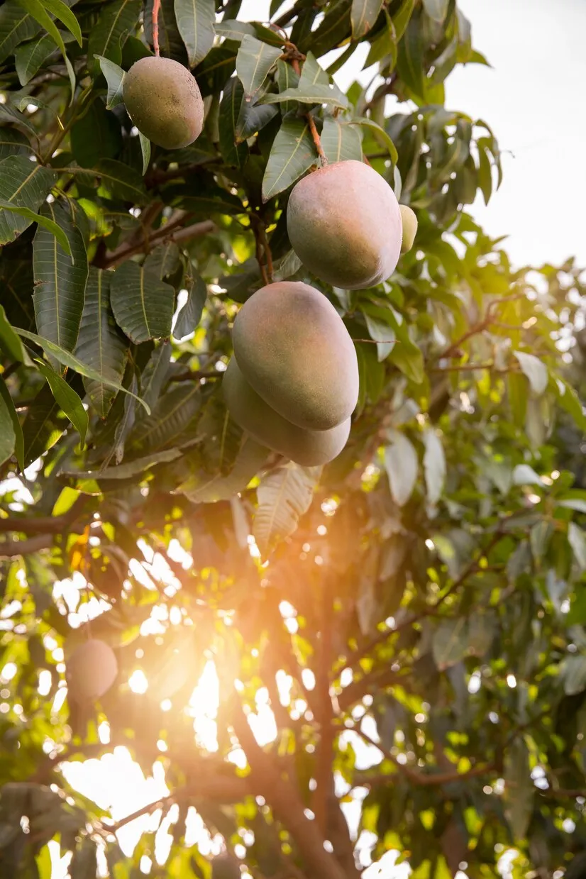 imgi_11_delicious-raw-mango-fruit-tree_23-2149204846